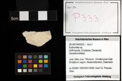 Foto (Objekt + Etiketten) von Eodromites sp. 